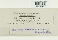 Puccinia tomipara image