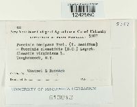 Puccinia tomipara image