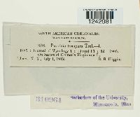 Puccinia tomipara image