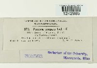 Puccinia tomipara image