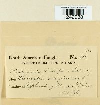 Puccinia tomipara image