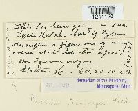 Puccinia tumidipes image