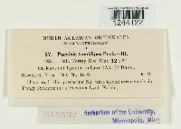 Puccinia tumidipes image