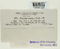 Puccinia tumidipes image