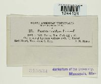 Puccinia tumidipes image