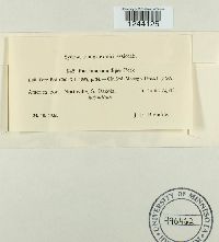 Puccinia tumidipes image