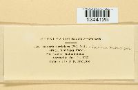 Puccinia tumidipes image