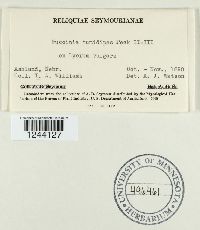 Puccinia tumidipes image