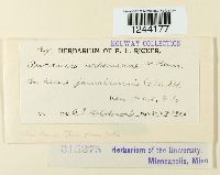 Puccinia urbaniana image