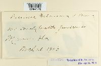 Puccinia urbaniana image