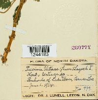 Puccinia urticae image