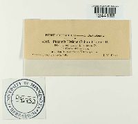 Puccinia urticae image