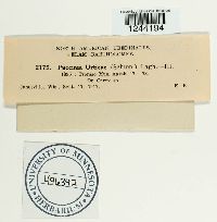 Puccinia urticae image