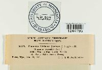 Puccinia urticae image