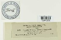 Puccinia urticae image