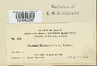 Puccinia urticae image