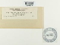 Puccinia urticae image