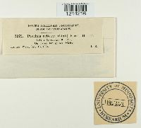 Puccinia urticae image