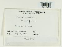 Puccinia veratri image