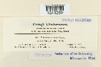 Puccinia veratri image