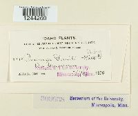 Puccinia veratri image