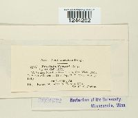 Puccinia veratri image