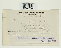 Puccinia veratri image