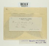 Puccinia veratri image