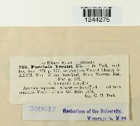 Puccinia veratri image