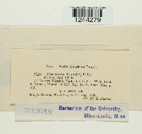 Puccinia veratri image