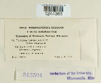 Puccinia albulensis image