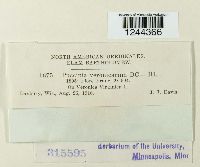 Puccinia albulensis image