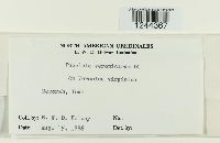 Puccinia albulensis image