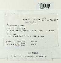 Puccinia vexans image