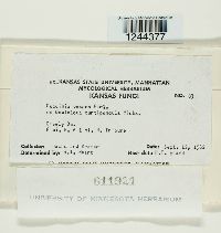 Puccinia vexans image