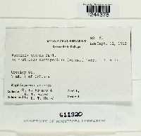 Puccinia vexans image