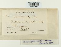 Puccinia vexans image