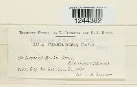 Puccinia vexans image