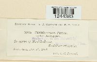 Puccinia vexans image