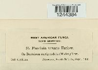 Puccinia vexans image