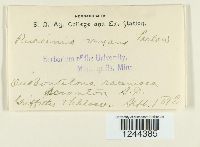 Puccinia vexans image