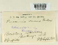 Puccinia vexans image