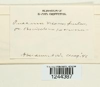 Puccinia vexans image