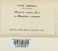 Puccinia vexans image