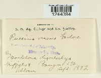 Puccinia vexans image