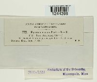 Puccinia vexans image