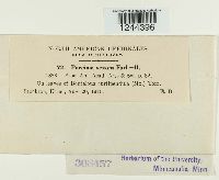 Puccinia vexans image