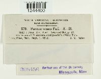 Puccinia vexans image