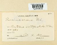 Puccinia vexans image