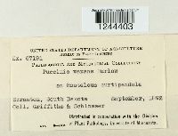 Puccinia vexans image